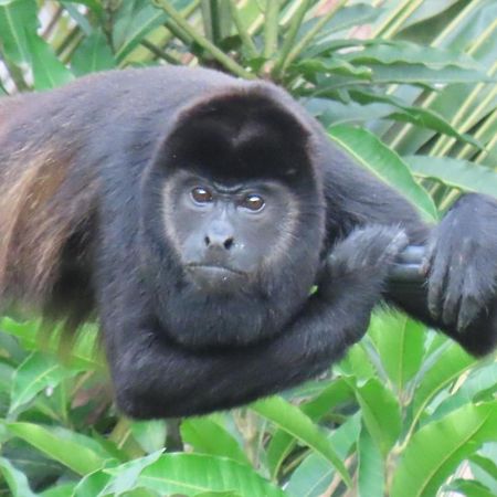 Sand Dollar Beach Bed & Breakfast Bocas del Toro Exterior foto