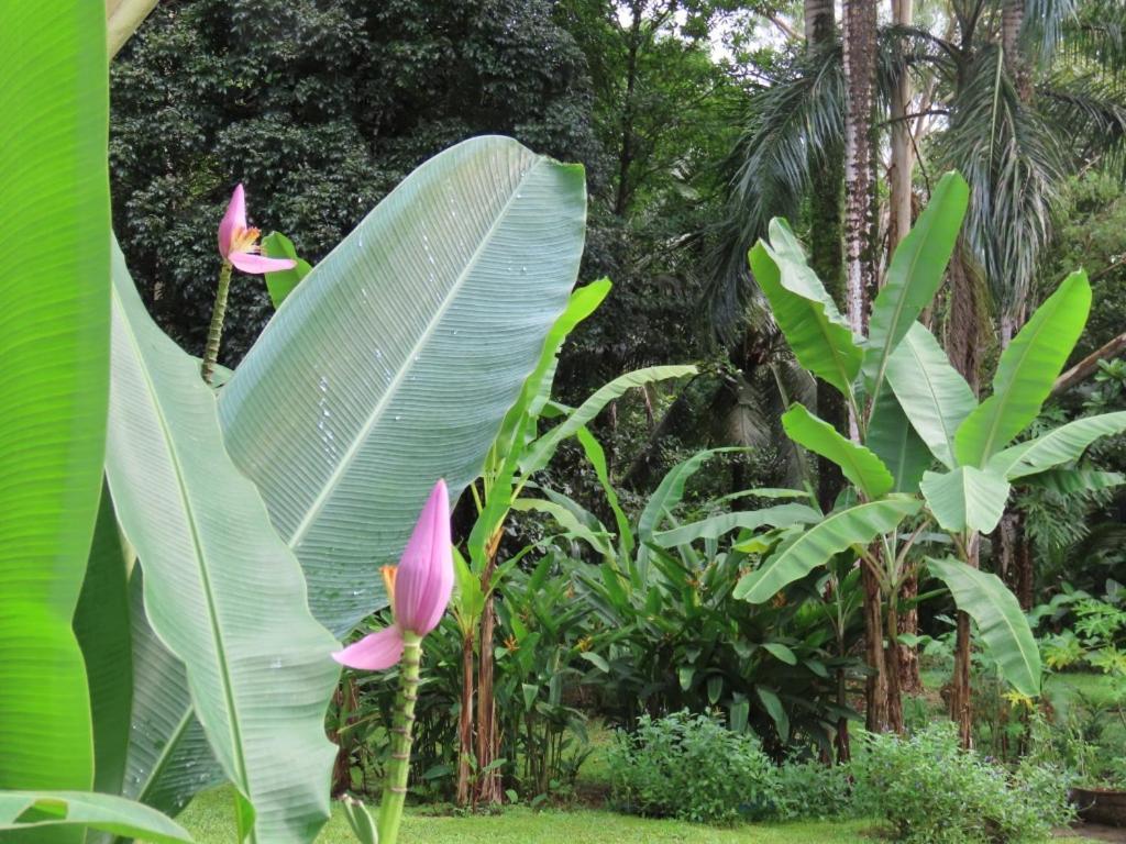 Sand Dollar Beach Bed & Breakfast Bocas del Toro Exterior foto